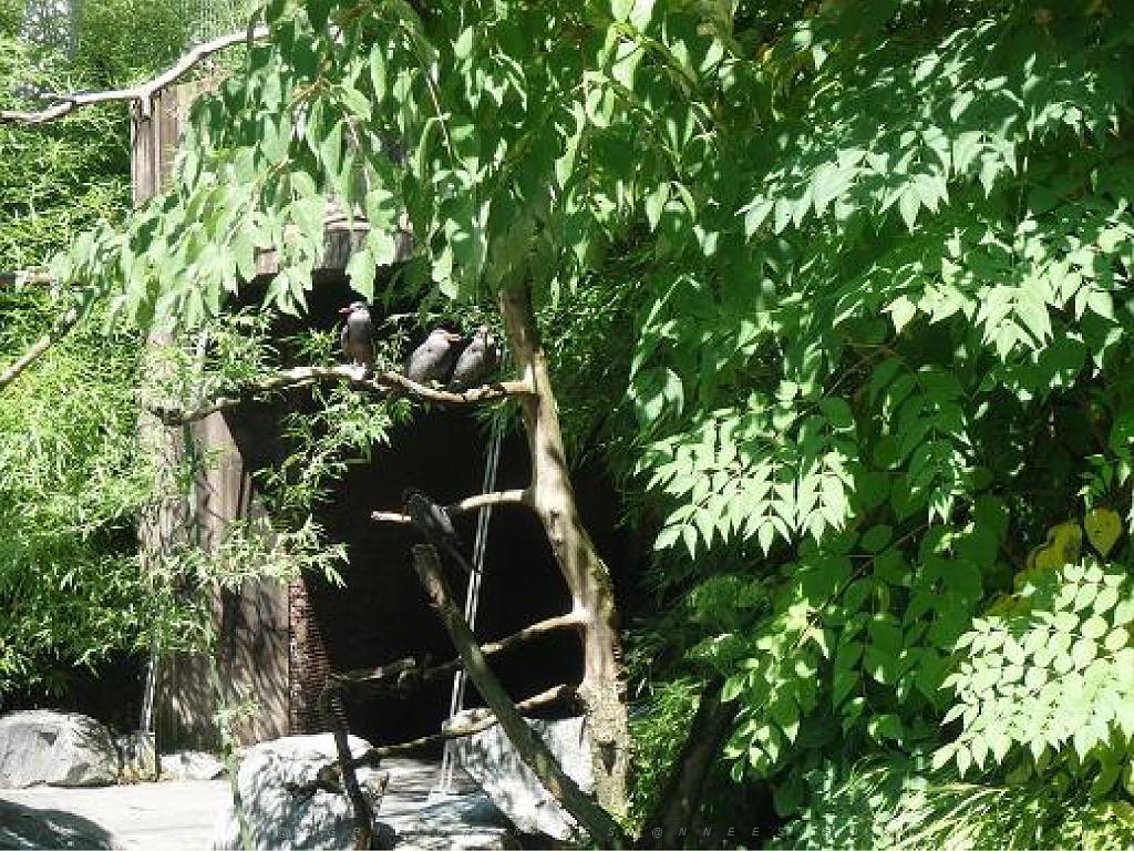 101PARC AUX OISEAUX DANS L AIN 2016 2_000032.jpg